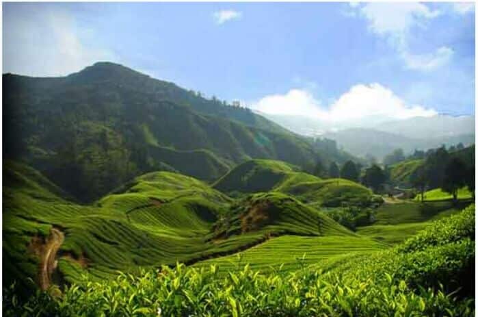 Wisata Dieng Kebun Teh Tambi